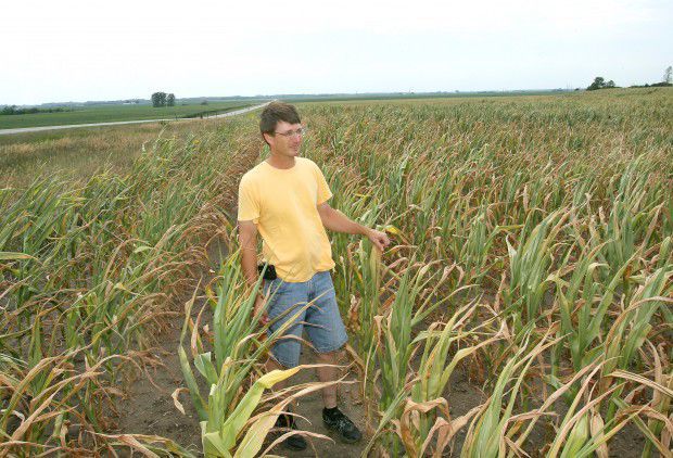 Corn fries, desperate for rain.jpg